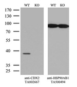 CDX2 Antibody in Western Blot (WB)