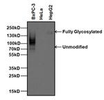 CEA Antibody in Western Blot (WB)