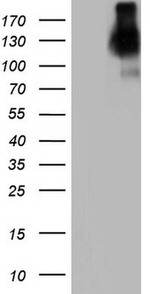 CEA (CEACAM5) Antibody in Western Blot (WB)