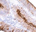 CEACAM1 Antibody in Immunocytochemistry (ICC/IF)