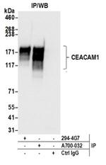 CEACAM1 Antibody in Western Blot (WB)