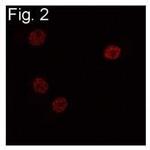 C/EBP beta Antibody in Immunocytochemistry (ICC/IF)