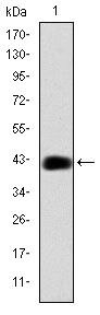 C/EBP beta Antibody in Western Blot (WB)