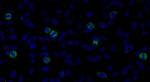 CENP-F/Mitosin Antibody in Immunocytochemistry (ICC/IF)