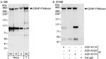 CENP-F/Mitosin Antibody in Western Blot (WB)