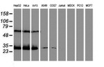 CENPH Antibody in Western Blot (WB)