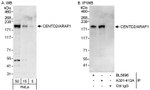 CENTD2/ARAP1 Antibody in Western Blot (WB)