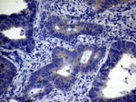 CEP63 Antibody in Immunohistochemistry (Paraffin) (IHC (P))