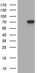 CEP63 Antibody in Western Blot (WB)