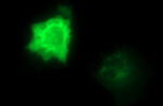 CEP68 Antibody in Immunocytochemistry (ICC/IF)