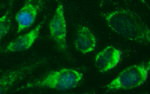 CEP68 Antibody in Immunocytochemistry (ICC/IF)