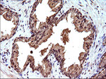 CEP68 Antibody in Immunohistochemistry (Paraffin) (IHC (P))