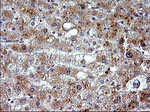 CEP68 Antibody in Immunohistochemistry (Paraffin) (IHC (P))