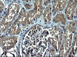 CEP68 Antibody in Immunohistochemistry (Paraffin) (IHC (P))