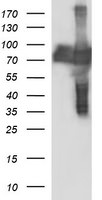 CEP68 Antibody in Western Blot (WB)