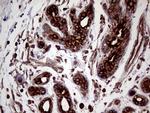 CERS2 Antibody in Immunohistochemistry (Paraffin) (IHC (P))