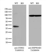 CERS2 Antibody in Western Blot (WB)