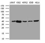 CERS2 Antibody in Western Blot (WB)