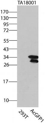 AcGFP1/PS-CFP2 Antibody in Western Blot (WB)