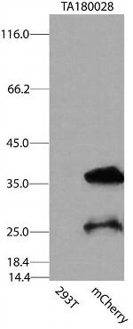 mCherry Antibody in Western Blot (WB)