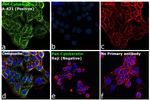 pan Cytokeratin (pan CK) Antibody in Immunocytochemistry (ICC/IF)