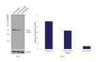 PCNA Antibody in Western Blot (WB)