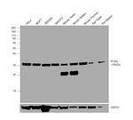 PCNA Antibody in Western Blot (WB)