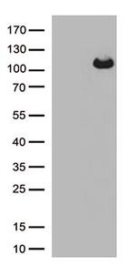 ARHGEF4 Antibody in Western Blot (WB)