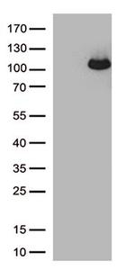 ARHGEF4 Antibody in Western Blot (WB)