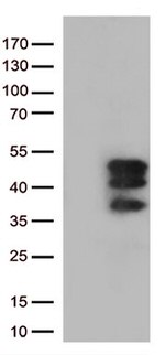 VGLL3 Antibody in Western Blot (WB)