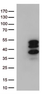 VGLL3 Antibody in Western Blot (WB)