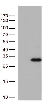 Rab5 (RAB5A) Antibody in Western Blot (WB)