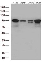 MSF (SEPT9) Antibody in Western Blot (WB)