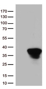 Syntaxin 1a (STX1A) Antibody in Western Blot (WB)