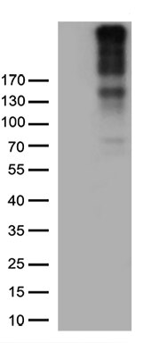 NG2 (CSPG4) Antibody in Western Blot (WB)