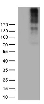 NG2 (CSPG4) Antibody in Western Blot (WB)