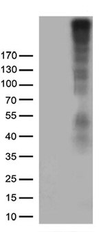 NG2 (CSPG4) Antibody in Western Blot (WB)