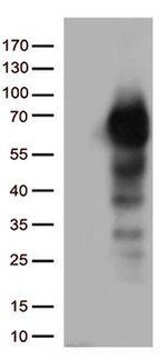 p75 NGF Receptor (NGFR) Antibody in Western Blot (WB)