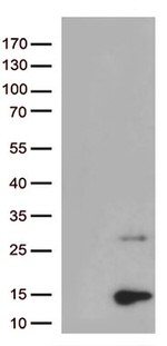 Pancreatic Polypeptide (PPY) Antibody in Western Blot (WB)