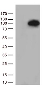 MEPCE Antibody in Western Blot (WB)