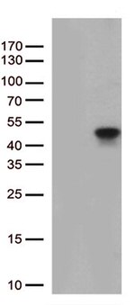 PTER Antibody in Western Blot (WB)