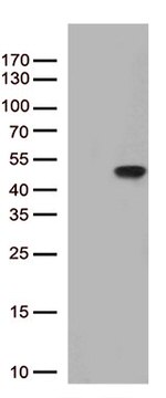 PTER Antibody in Western Blot (WB)