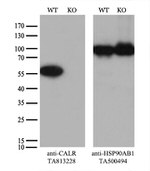 Calreticulin (CALR) Antibody in Western Blot (WB)