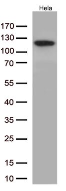 NFKB1 Antibody in Western Blot (WB)