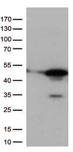 p38 (MAPK14) Antibody in Western Blot (WB)