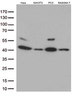 p38 (MAPK14) Antibody in Western Blot (WB)