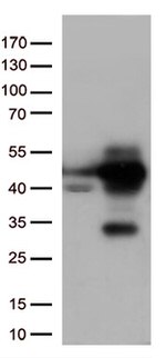 p38 (MAPK14) Antibody in Western Blot (WB)