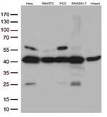 p38 (MAPK14) Antibody in Western Blot (WB)