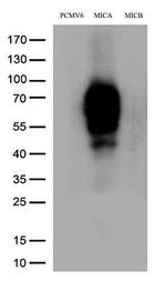 MICA Antibody in Western Blot (WB)