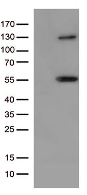 JNK3 (MAPK10) Antibody in Western Blot (WB)